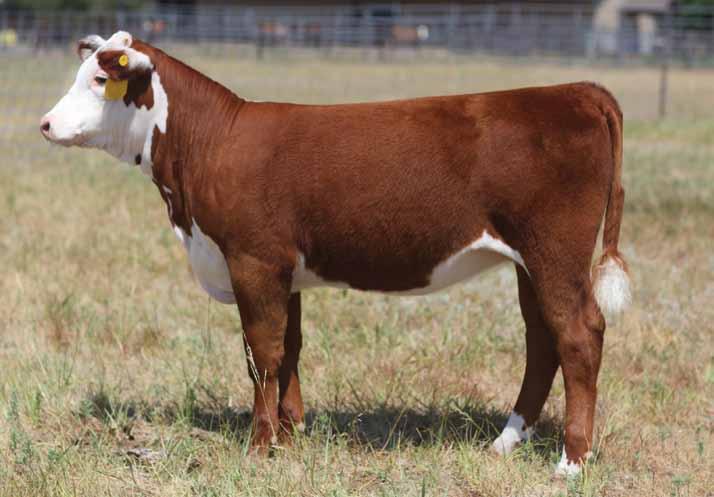 SIRE GROUP: CL 1 DOMINO 955W 36 H WS MS GRITE 261 ET 43303405 Calved: March 10, 2012 Tattoo: BE 261 CL 1 DOMINO 637S 1ET {CHB} L1 DOMINO 03396 {CHB}{DLF,IEF} CL 1 DOMINO 955W {DLF,HYF,IEF}