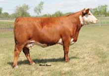 Super cowy, massive with lots of performance in a moderate package 89T has been an obvious standout in the Topp Hereford herd for many reasons whether it be for daughters or sons.
