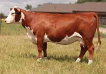 04 17 14 15 24 power, mass and volume Stout and correct Lots of volume and substance We have almost assembled her entire cow family out of the K&B dispersion. She should carry the same traits.