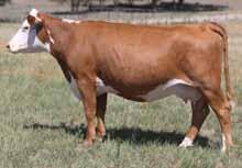 This heifer is level, deep, stout and has plenty of performance.