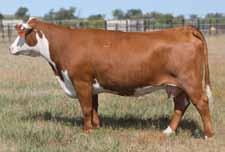She is a more attractive version of 6062 and 2003. Twenty-four 8050 sons averaged $18,000 in Holden s sale and his daughters might be his strong suit.