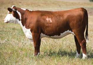 SIRE GROUP: MISCELLANEOUS Lot 47 H AF Lady New Era 2449 ET Dam of Lot 47 47 H AF LADY NEW ERA 2449 ET 43301674 Calved: March 13, 2012 Tattoo: BE 2449 UPS TCC NITRO 1ET {CHB}{DLF,HYF,IEF} GH NEON 17N