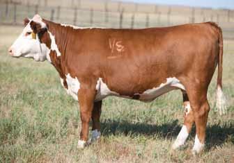 BRED HEIFERS TH 16G 20N Gemini 89T Dam of Lots 67 and 68 68 H LADY ADVANCE 1058 ET P43188087 Calved: March 11, 2011 Tattoo: BE 1058 HH ADVANCE 5161R {CHB}{DLF,IEF} HH ADVANCE 396N {CHB}{DLF,IEF} HH