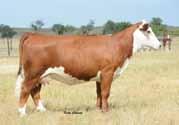 1 Embryos C -S PURE GOLD 98170 {SOD,CHB}{DLF,IEF} C GOLD RUSH 1ET H PAYBACK 807 ET {CHB}{DLF,HYF,IEF} C MS DOM 93218 1ET 42882839 /S LADY PEERLESS 180L TS PEERLESS BUILDER