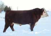 6 47 68 33 56-1.2 0.7 0.011 0.41 0.23 15 12 14 24 Balance and production CL 1 Domino 144Y 1 ET Sire of Lot 87 Sire Dam 88 Embryo Three No.