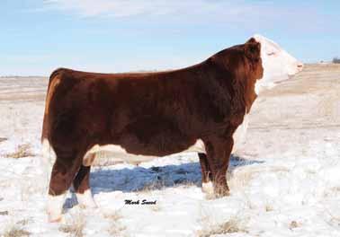 SEMEN PACKAGES: CRR ABOUT TIME 743 CRR About Time 743 Sire of Lots 90A-90J CRR ABOUT TIME 743 P42797564 Calved: Feb.