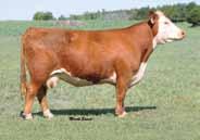 Selling 1/2 interest with show rights and will need to return to Thedford for her donor career. Owned with Jason Thorp 2 Dam of Lot 2 H W4 SHUNELL 2048 P43295488 Calved: Feb.