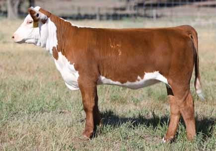 SIRE GROUP: GOLDEN OAK OUTCROSS 18U Lot 6 H Raylee 2090 ET Dam of Lots 6 and 7 6 H RAYLEE 2090 ET Lot 7 H AF Benicia 2114 ET P43295292 Calved: March 10, 2012 Tattoo: BE 2090 GOLDEN-OAK FUSION 3S