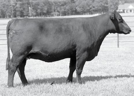 SimAngus Young Bred Cows & Angus Young Bred Cow Lot 337 Lot 338 337 5/8 SM 3/8 AN GIBBS 3367A HY PMR 1081Y 16.6-2.6 62.5 98.4 11.9 15.3 46.5-0.13 0.65 0.55 168.2 81.