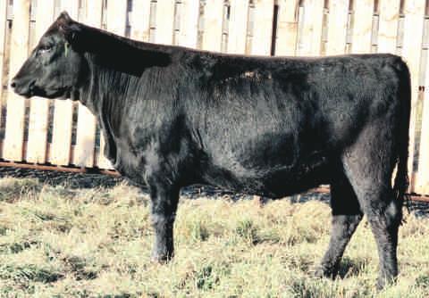 DUE MID FEB. Another moderate, deep bodied Rito daughter that will produce. Favorable for a Feb calf.