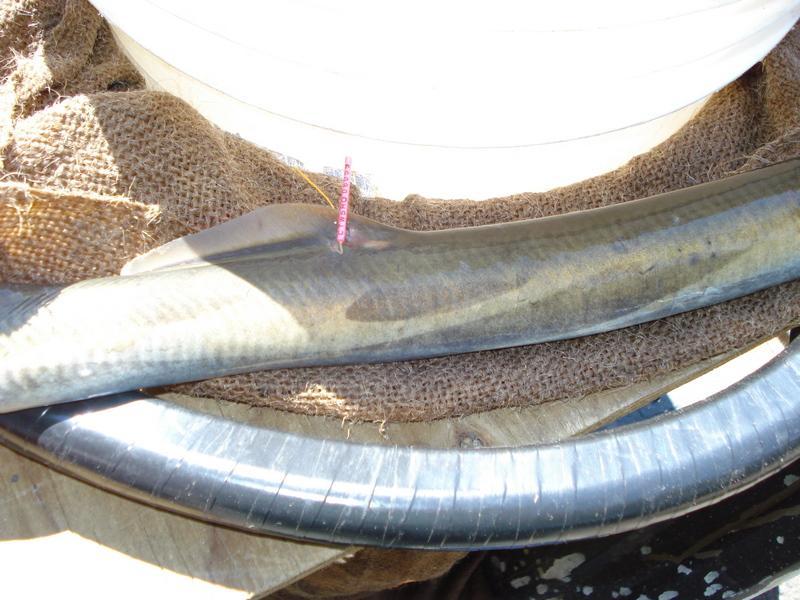 Recaptured lamprey with a numbered