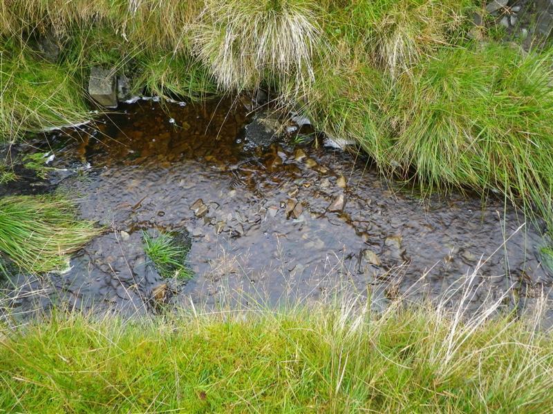 Sections of the burn had no defined channel and were inundated with moss (Figure 16) and although cobble sized substrates could be felt through the moss, very little in the way of suitable habitat