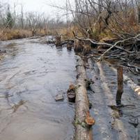 Improving Instream Habitat The North Branch of the Manistee River has a naturally reproducing population of brook trout and a