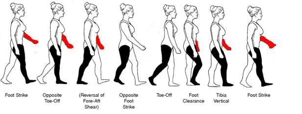 Control Group Figure 9: Diagram of a normal walking gait.