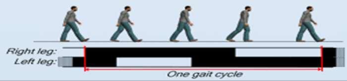 Gait Analysis Walking Both feet touch the ground Gait The pattern of movement of the limbs of humans Gait