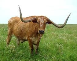 Cattle Industry Grows The First Cowboys -longhorn cattle- breed of