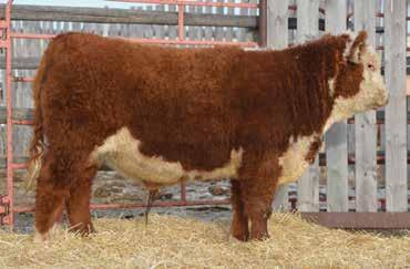 Extremely long bodied and thick made bull. Wilson Colony purchased his maternal brother in last years sale.