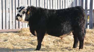 His dam is one of my favorite cows. Excellent udders and feet behind this guy. A few years ago we were asked to raise some hybrid bulls to replace some Simmental bulls on black Angus cows.