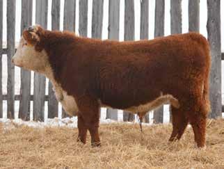 64D 99D Sold to Scott White for $14,000 81D Sold to Ian Glass for $13,000 40D Sold to