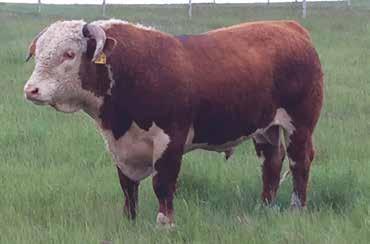 3 We wanted to add Superman to our program and figured 8B was the bull to do so. His cow family is one of our strongest and his grand mom, 14N, is still going strong.