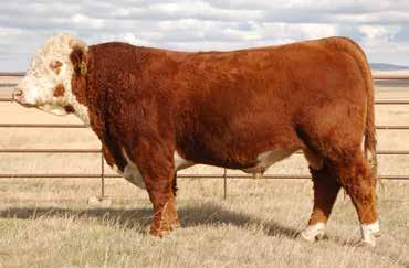Dam is a full sister to 4Y herd bull and has lot 42E in this year s sale. Great producing cow family with lots of longevity. Thanks to Hickory Corner Farms for letting us use 64C.