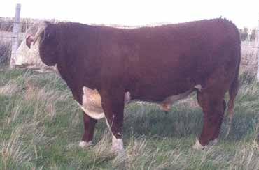 4 Calving ease bull used across North America and probably one of the most used bulls in the Hereford breed today. Moderate framed, thick and lots of pigment. Lots 2E and 4E are features.