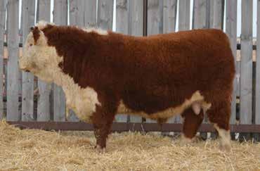 2017 102 lbs 735 lbs 4-7.0 +6.6 +43.7 +67.3 +12.9 +34.8 Short marked 23C son with tons of curly hair and depth of body. 23C really put his stamp on his calves.