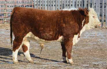 2E is definitely one of my favorites in the sale. Lots of longevity in this pedigree. Retaining interest.