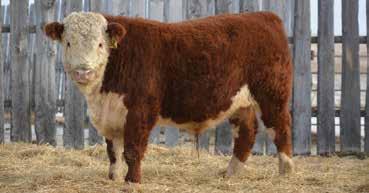 7 +50.8 +16.3 +34.7 Heifer bull. A stylish, thick made 8B son with lots of eye appeal. Dam is perfect uddered 46W daughter.