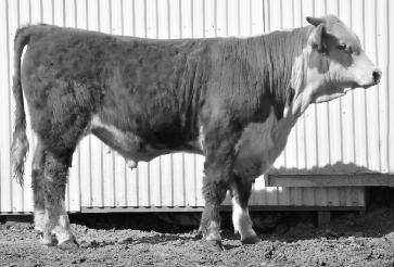 With 100% pigment, goggle eyed and red necked, I feel this bull will work hard on any breed. Long and rugged he has eye appeal and will go to work in big country!