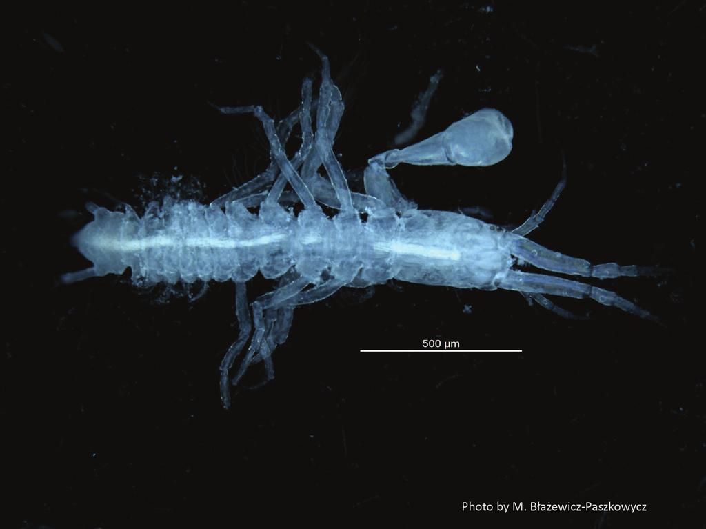 38 Anna Stępień / ZooKeys 337: 35 47 (2013) Photo 1. Numbakulla pii sp. n., paratype female. Body dorsal view.