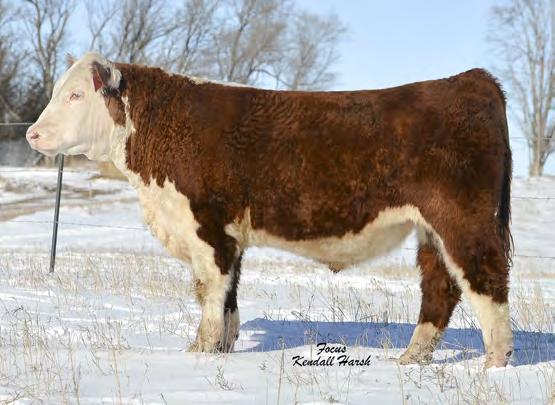 The bulls are growthy, rugged and stout while the heifers are feminine, clean fronted, smooth in their joints and carry that soggy cow look.
