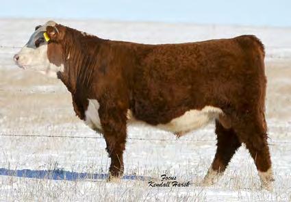 100% Here is a rare horned Catapult son. He is long bodied, very clean fronted, wide topped, and out of one of our top young cows.