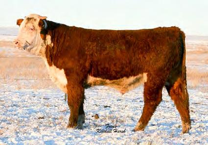 This bull has that extra power in his lower quarter. Same Dam in 4 in this sale. LS NORTHERN 578C 25 Reg.