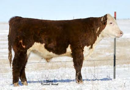HH MR SNICKERS 5006 ET 26 Reg. #43569661 - BD: 1/22/15 HH SNICKERS 5011 ET 27 REFERENCE SIRE YEARLING BULLS +3.2 Reg.