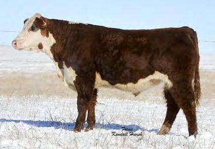 He would make a great heifer bull to use on Hereford or cross bred cows. We own one of his brothers to clean up on heifers and he is proving to be a valuable tool in our program.