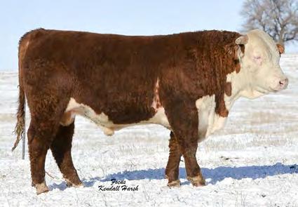 If pounds to sell at weaning is your primary goal his progeny are what you want. SIRE LOTS 7,8,10 9 TWO-YEAR OLD BULLS REFERENCE SIRE HH ADVANCE DOMINO 1460 Reg.