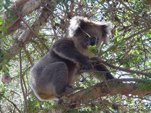 in the south (Victoria and SA) Vulnerable to extinction in 2012