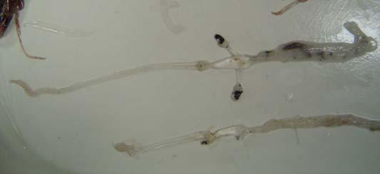 A Abraliopsis pacifica Abralia trigonura