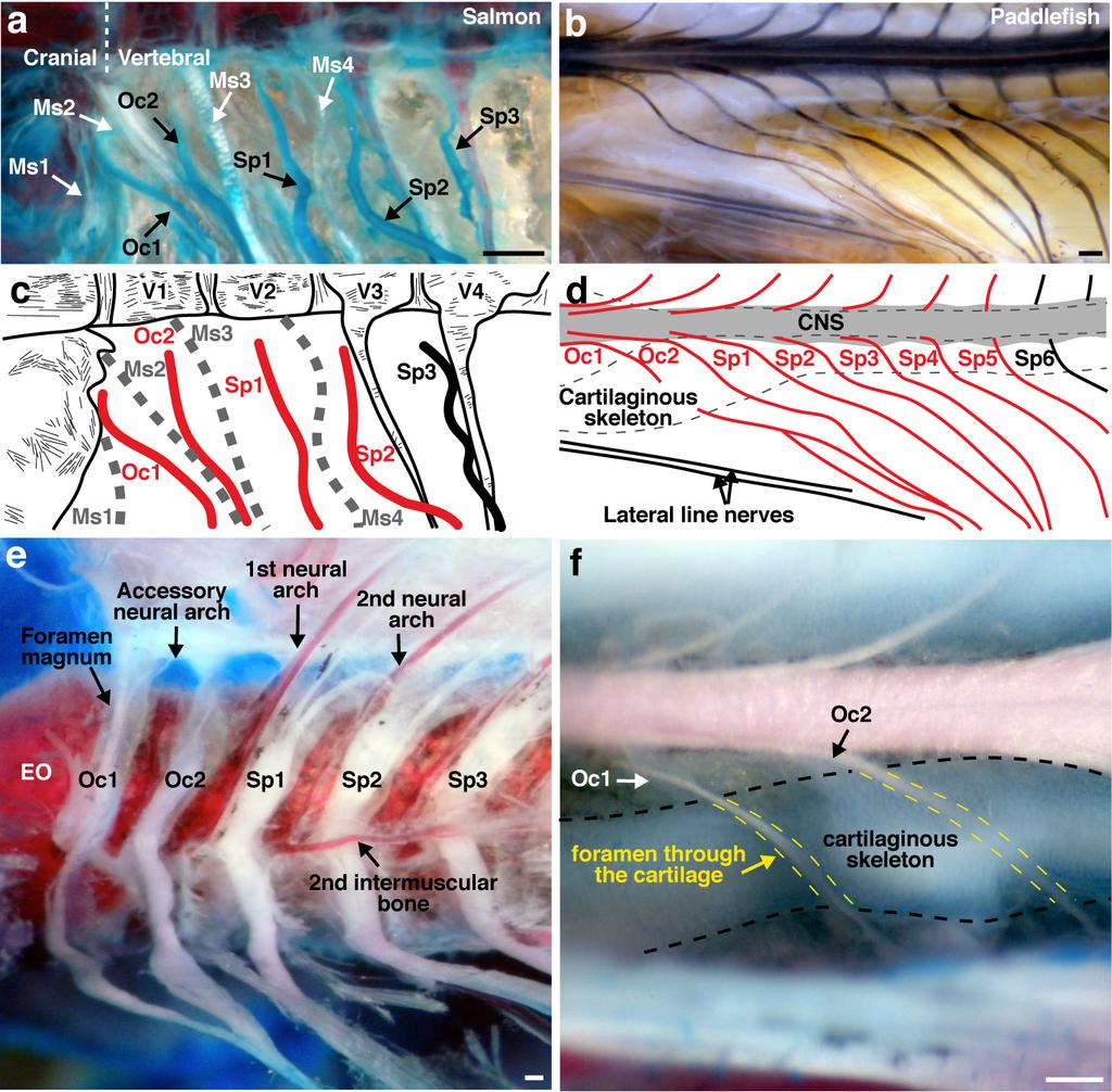 Supplementary Figure S2. Occipital region of juvenile salmon and paddlefish. a-d, Occipital hindbrain and rostral spinal cord in (a) salmon and (b) paddlefish.