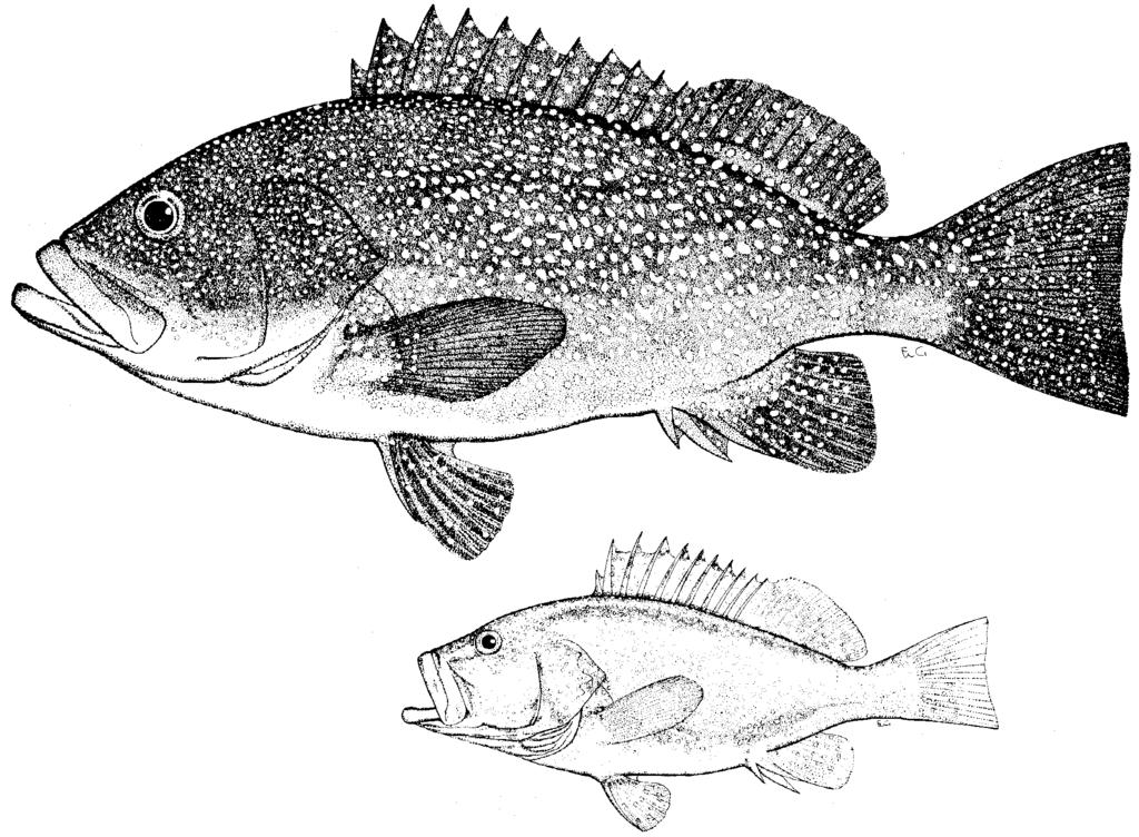 click for previous page 142 FAO Species Catalogue Vol. 16 Epinephelus drummondhayi Goode and Bean, 1879 Fig. 293; PI.