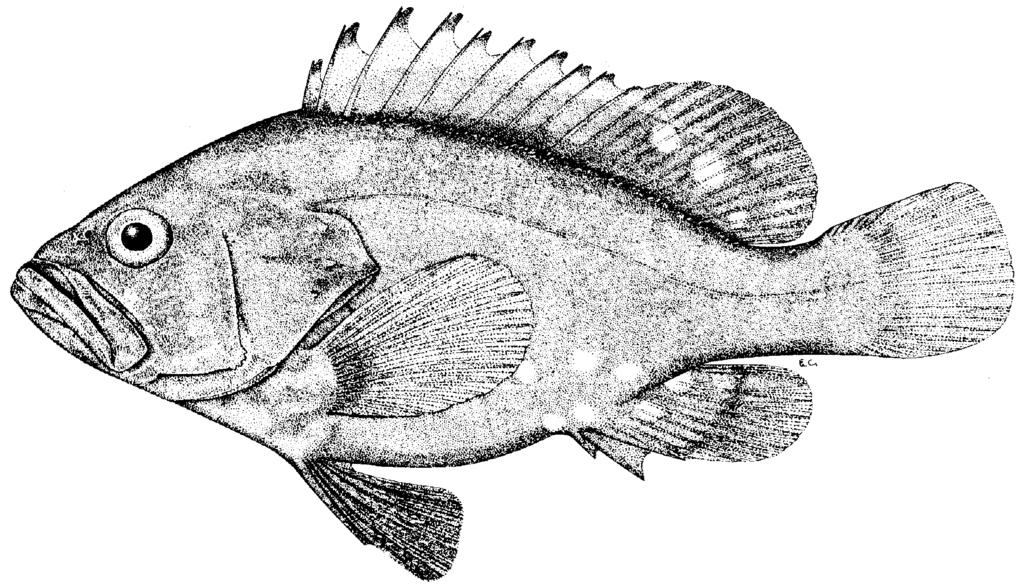 Groupers of the World 147 Geographical Distribution: E. erythrurus is known from Pakistan, India, Laccadive (Lakshadweep) Islands, Sri Lanka, Gulf of Thailand, Indonesia, Singapore, and Borneo (Fig.