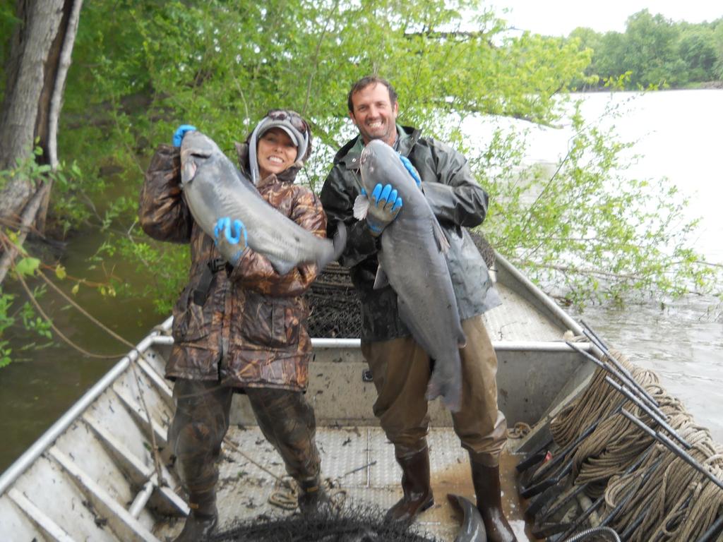 Blue Catfish caught in a