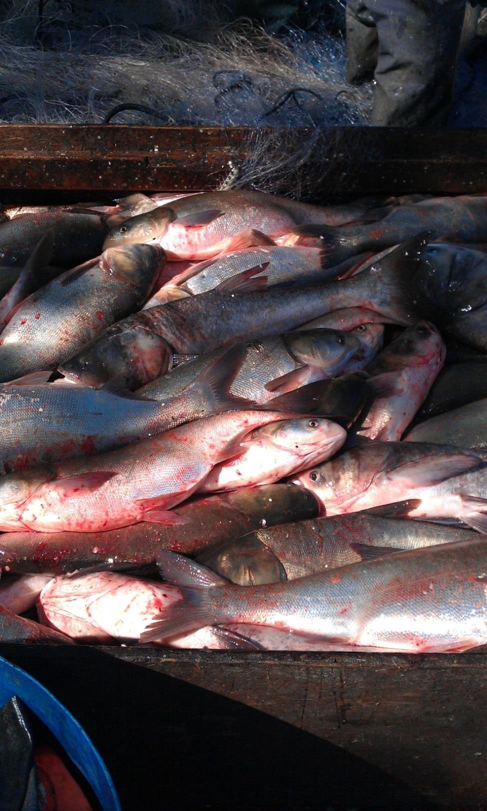 Conclusions Despite a low price per pound received, bighead and silver carp have become the most valuable component of the commercial fishery on the Illinois