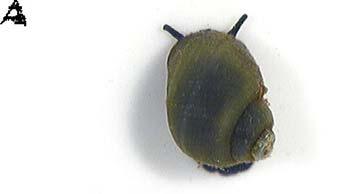 gray but usually black Caddisfly Larvae are usually cylindrical