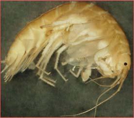 Scuds Sometimes called freshwater shrimp Are laterally compressed side swimmers Cranefly Larvae are