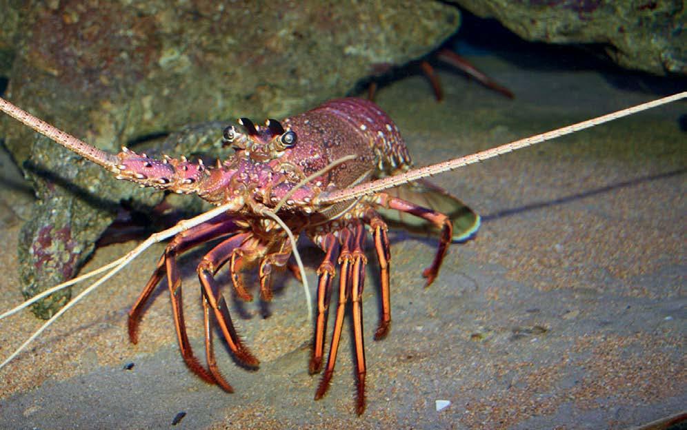 In 2000, the Western Rock Lobster managed fishery became the first fishery in the world to be certified by the Marine Stewardship Council, in recognition of its high environmental values and