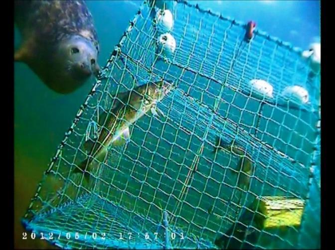 Similar traps have also been tested for protecting catches of other species such as herring, perch, pike-perch and cod, currently fished with gill nets which are vulnerable to seal predation.