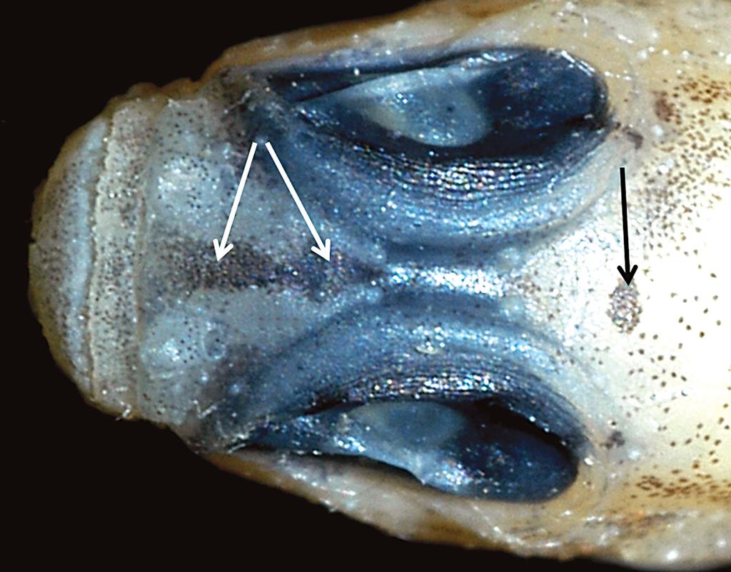 Figure 5. Trimma chledophilum, dorsal view of head of holotype, WAM P.34319-007, 22.2 mm SL, with arrows showing diagnostic dark markings. Photographs by G.R. Allen. Color of holotype in alcohol.