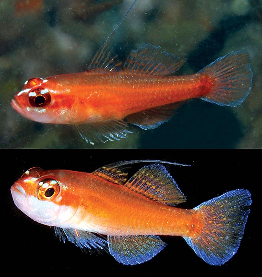 below lateral midline of caudal peduncle; anal fin with slight reddish hue; dorsal edge of pectoral-fin base with small brown spot. Distribution and habitat.